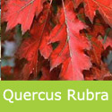 Mature Red Oak Tree Quercus Rubra Leaf